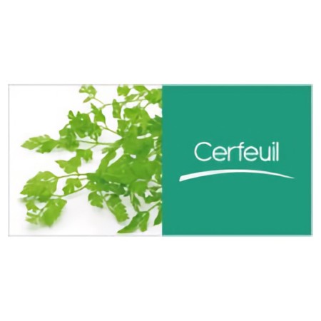 Kerbel (250 g)