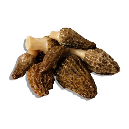 Morilles