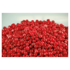 Rote Johannisbeeren
